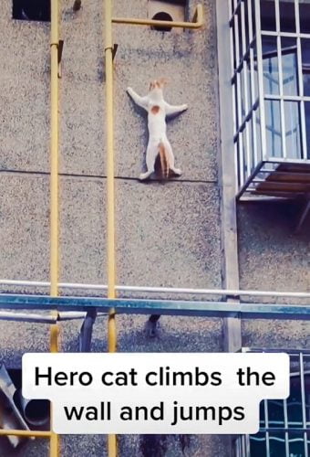 Hero cat