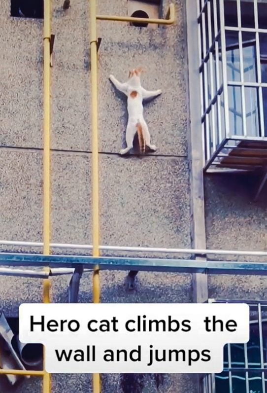 Hero cat