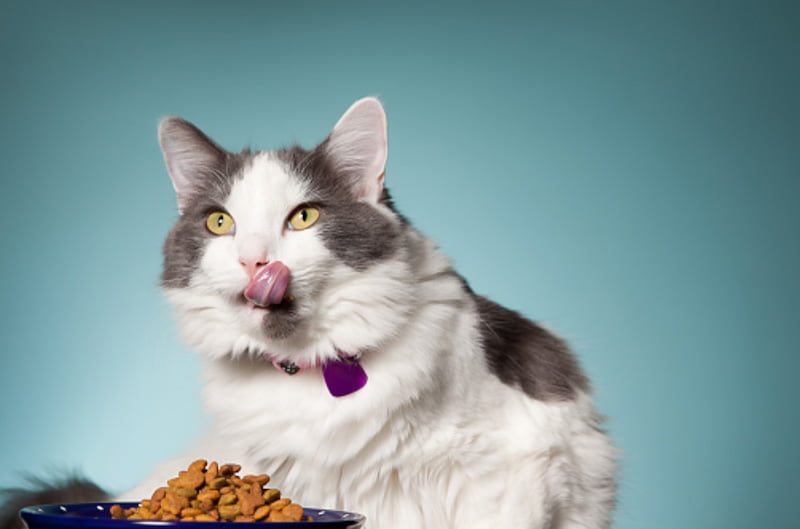 How many calories do cats need?
