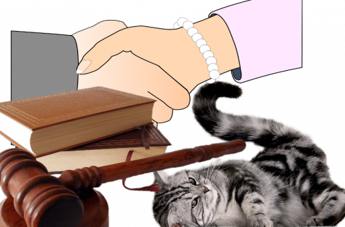 How to sue in a cat contract