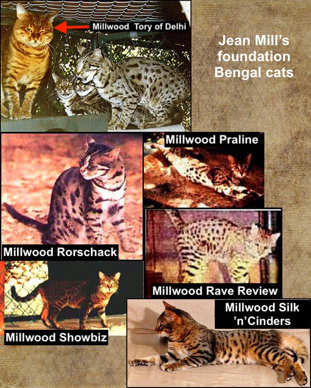 Foundation cats for Bengal cat breed