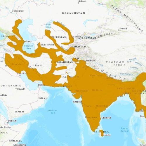 Jungle cat distribution 2022 as per the IUCN Red List