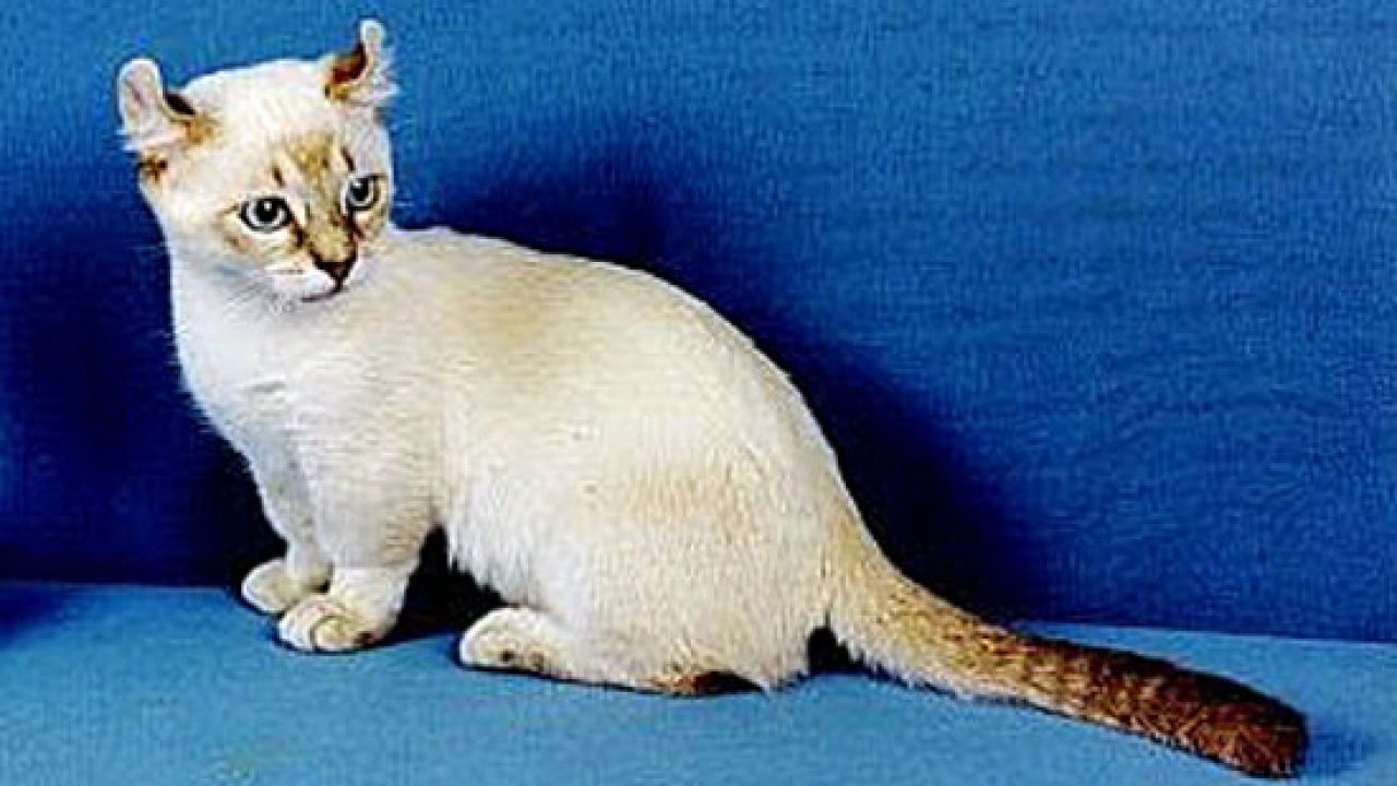 Kinkalow Dwarf Cat Poc