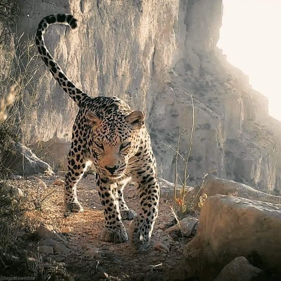 Leopard in mountainous territory