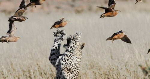 Leopard tries to grab birds in the air