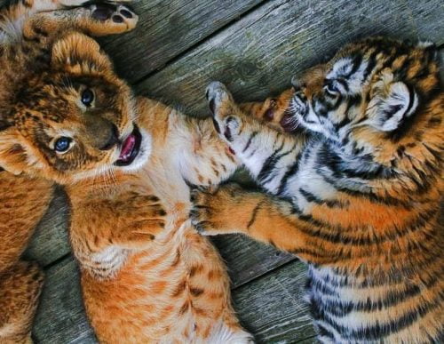 Lion and tiger cubs are best buddies