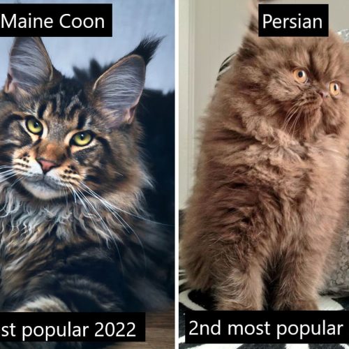 Maine Coon most popular cat 2022 with Persian in second place