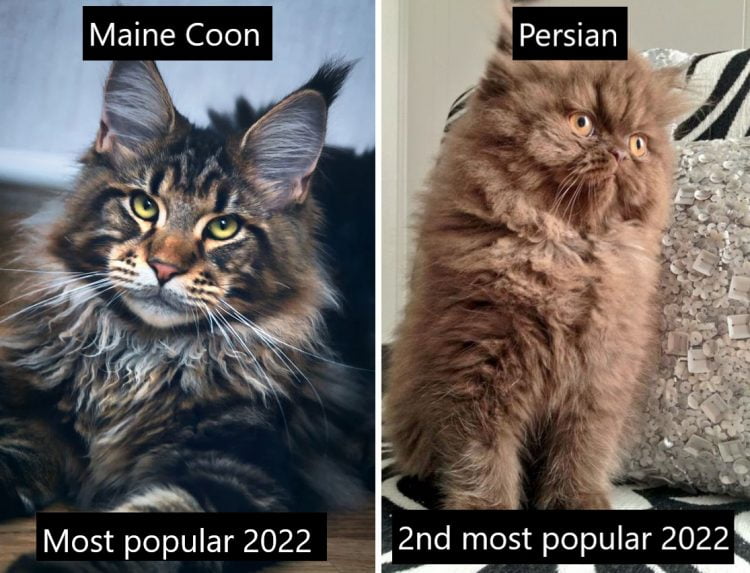 Maine Coon most popular cat 2022 with Persian in second place