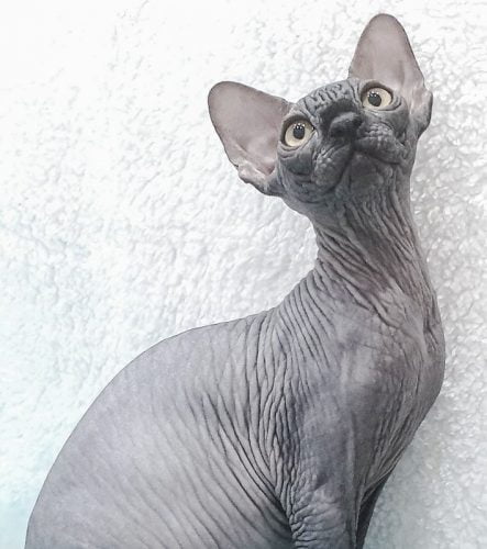 Male Bambino cat bred by Любовь Козаченко