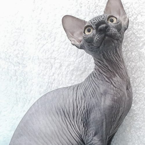 Male Bambino cat bred by Любовь Козаченко