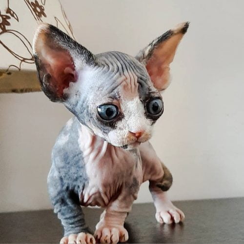 Bug-eyed Minskin made in Russia