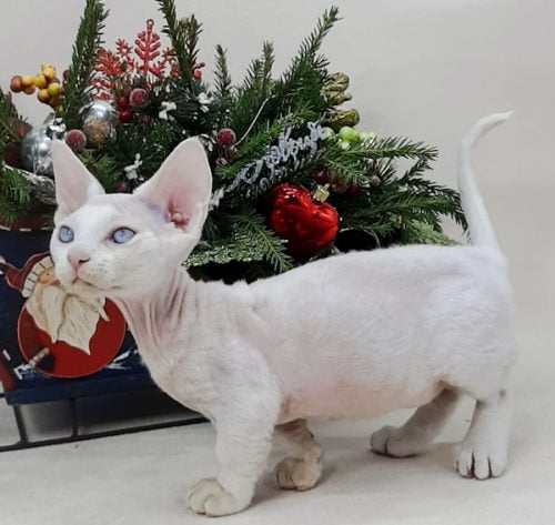 Minskin male cat from Russia