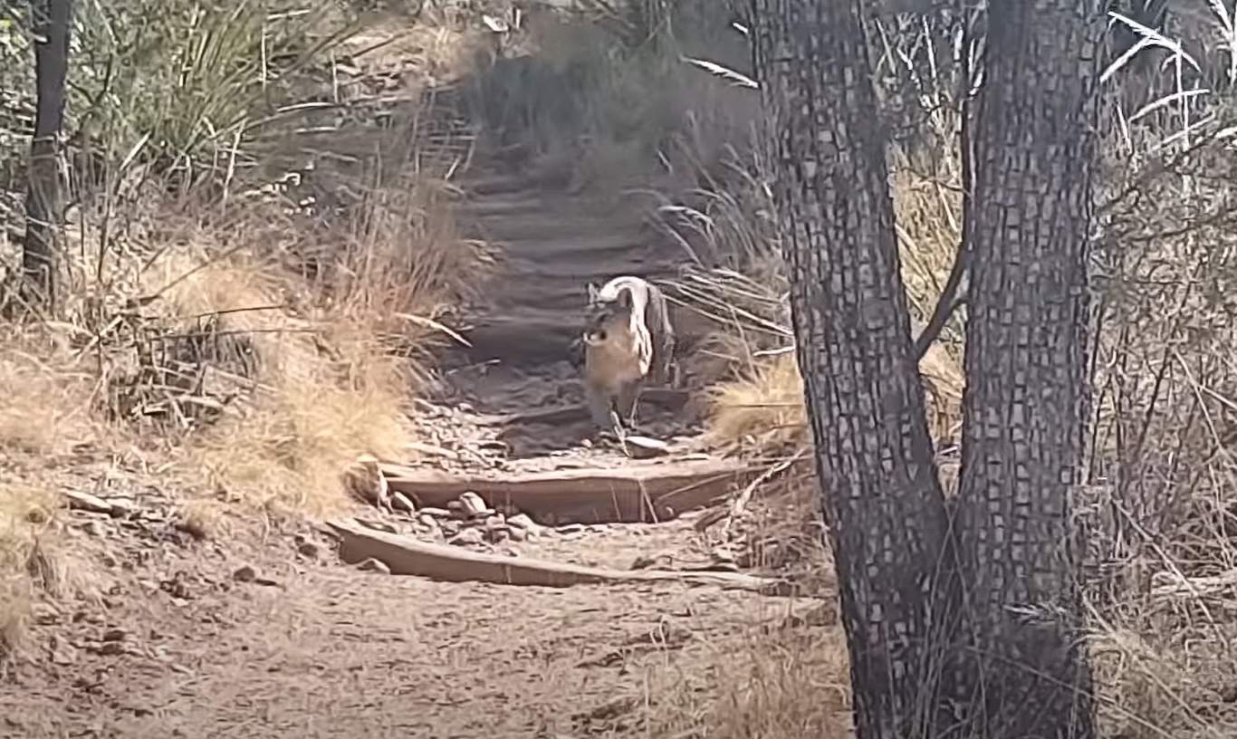 Mountain lion captured on video at Big Bend NP, Texas