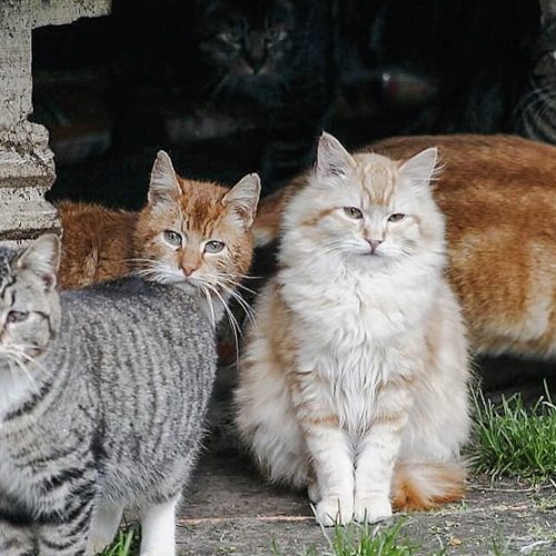 NYC feral cats are from Dutch stock