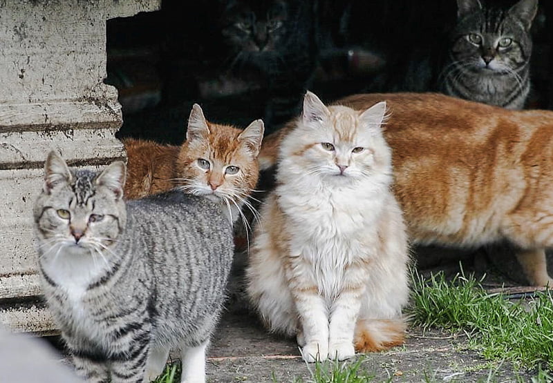 NYC feral cats are from Dutch stock