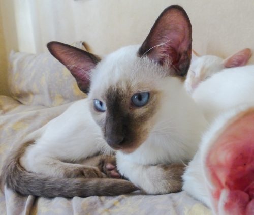 Pointed and angular head of the Siamese