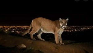 Puma at night