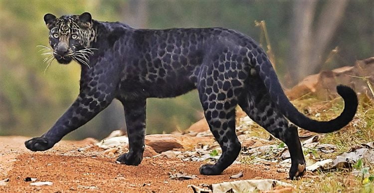 Rare spotted black leopard