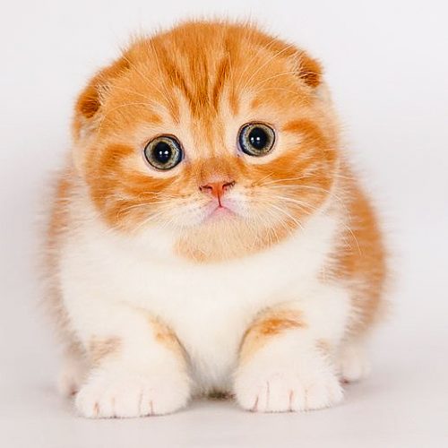 Round head of Scottish Fold