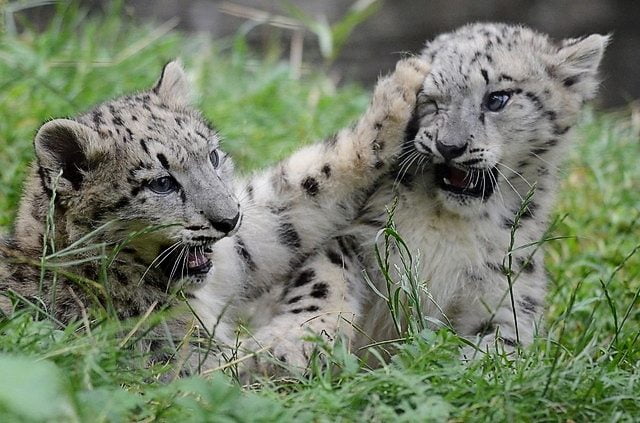 Snow leopard cubs