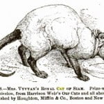 Siamese cat 1800s