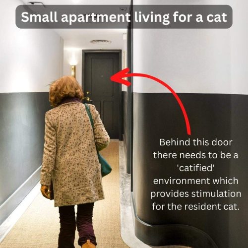 Small apartment living for a cat