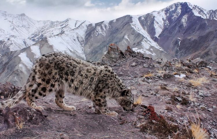 Snow leopard - superb cat and background
