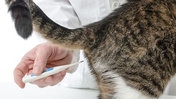 Taking a domestic cat's body temperature rectally with a digital thermometer