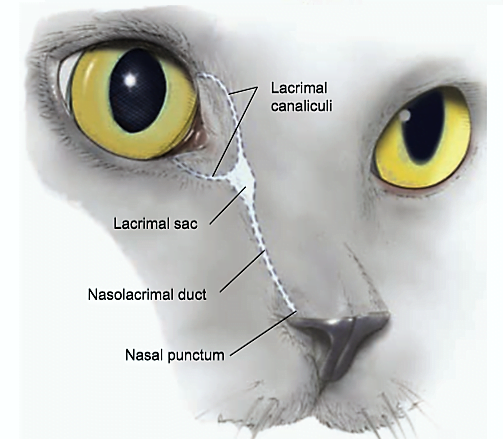 Tear ducts of a cat
