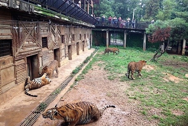 Tiger farms, China