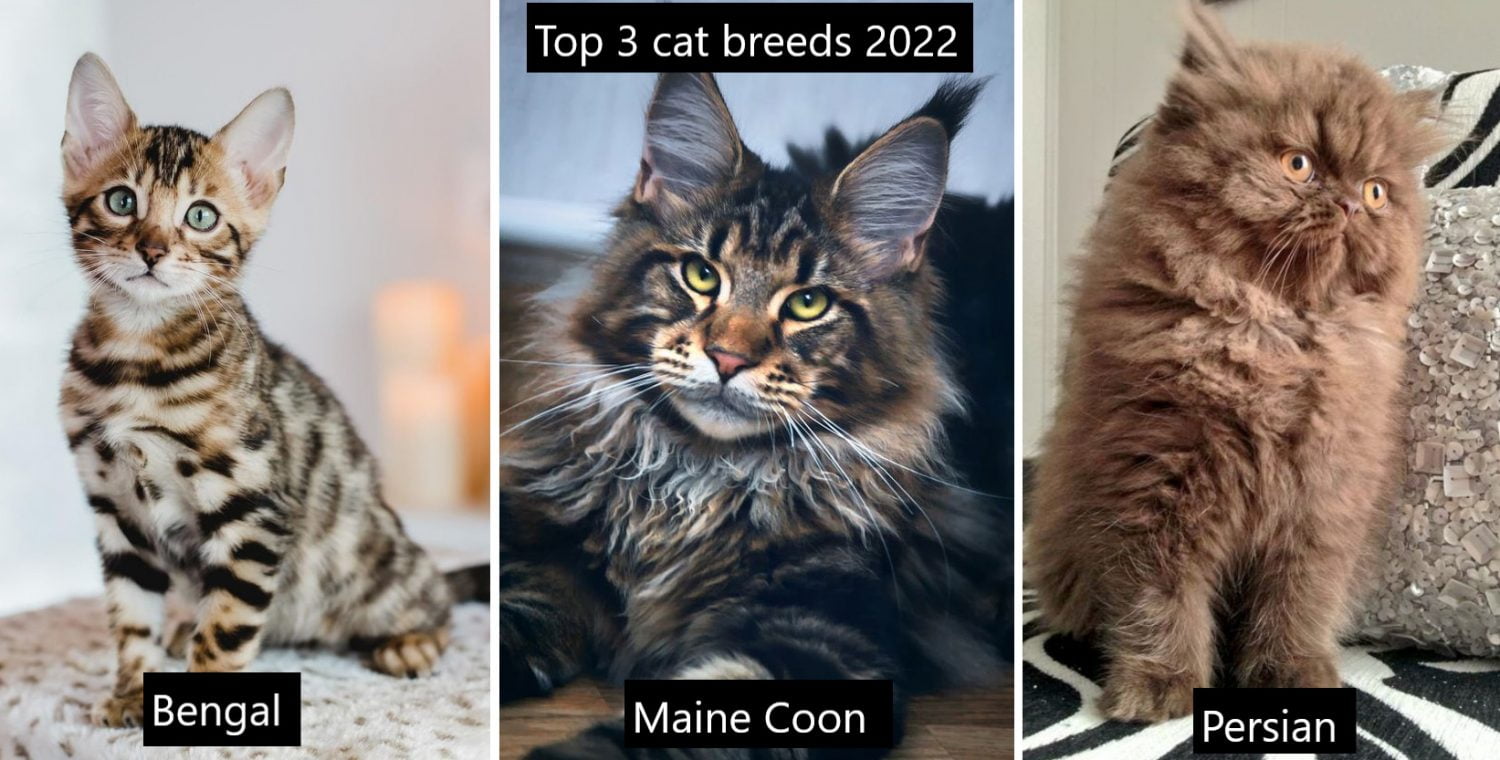 Top 3 cat breeds 2022