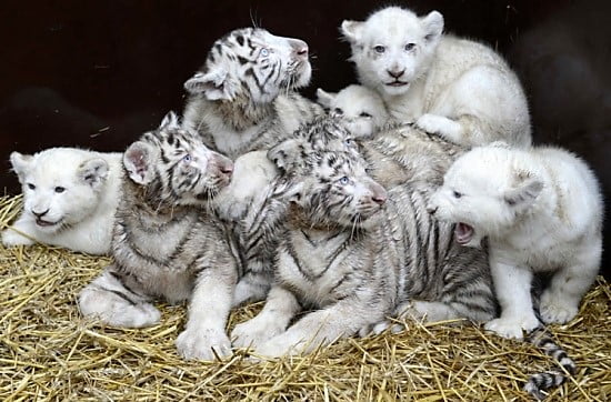 White tiger and lion cubs for sale online from Kampala, Uganda