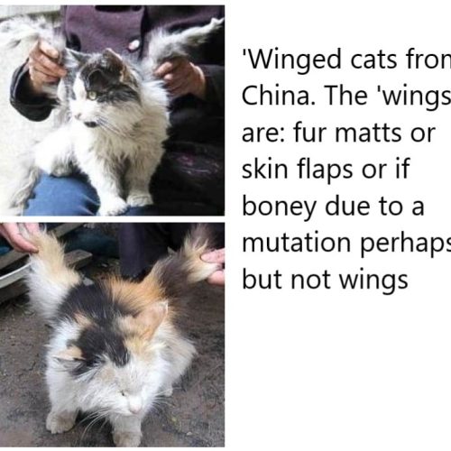 'Winged cats' from China