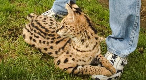 Young tame male serval at A1 Savannahs around 12 years ago