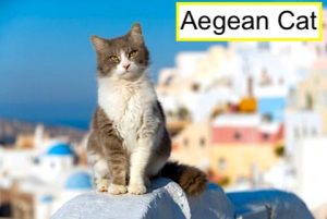 Aegean cat