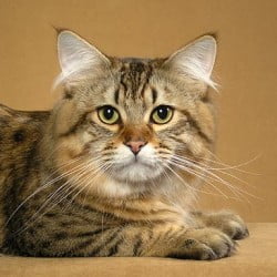American bobtail