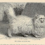 Angora cat