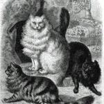 angroa cat 1868