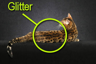 Bengal cat glitter