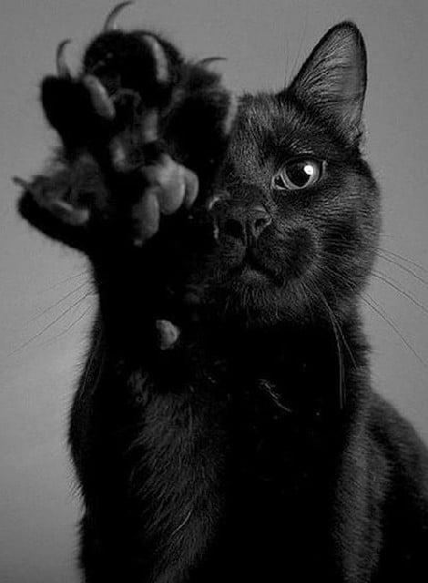 Black cat pictures