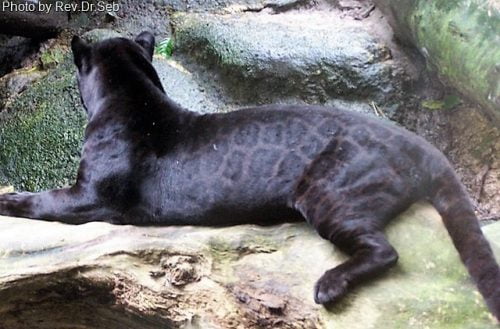 Black jaguar