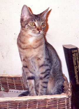California Spangled cat Ocea