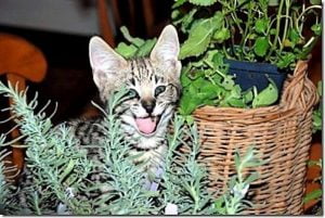 Cats enjoy playing with herbs