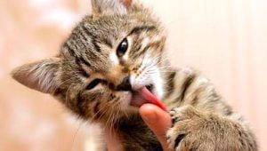 Cat licks person