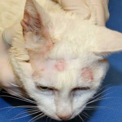 Cat Ringworm. This case is unusually clear and obvious. Sometimes you'll just see rough areas of skin under thinning fur. And the nose might be affected.