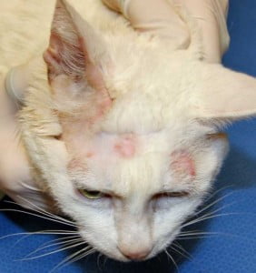Cat Ringworm. This case is unusually clear and obvious. Sometimes you'll just see rough areas of skin under thinning fur. And the nose might be affected.