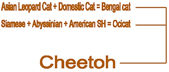 Cheetoh schematic