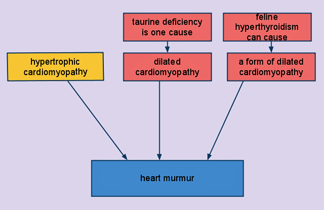 Feline heart murmur causes