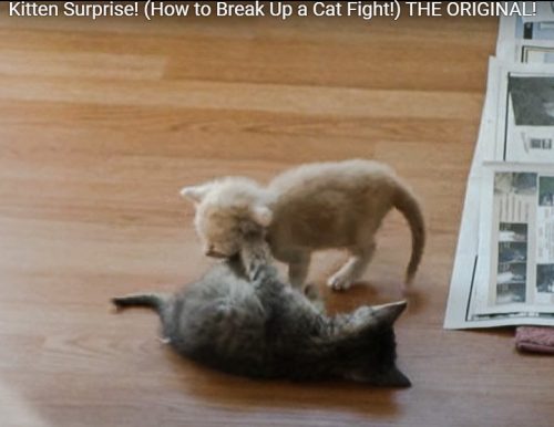 How to break up a cat play-fight