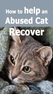 How to help an abused cat recover